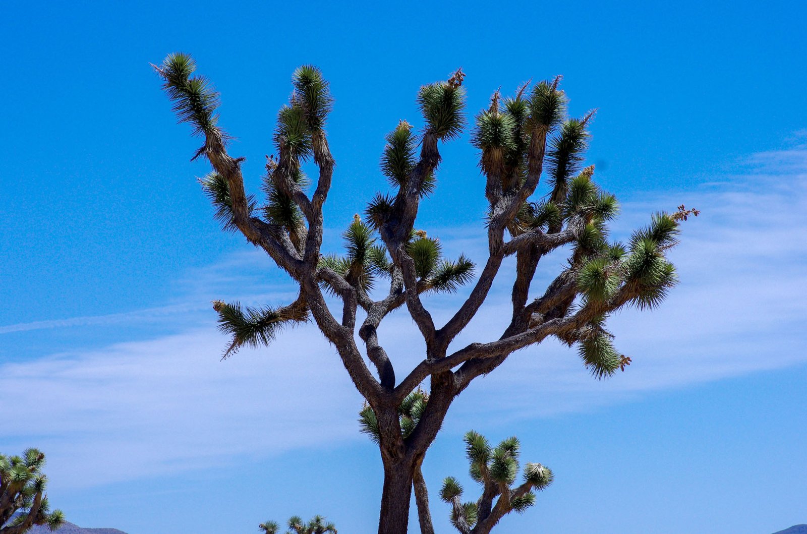 Joshua Tree 09